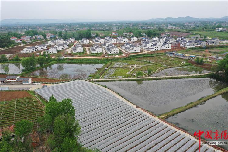 近年来,在优化调整农业产业结构过程中,姚庵村积极引导农民因地制宜